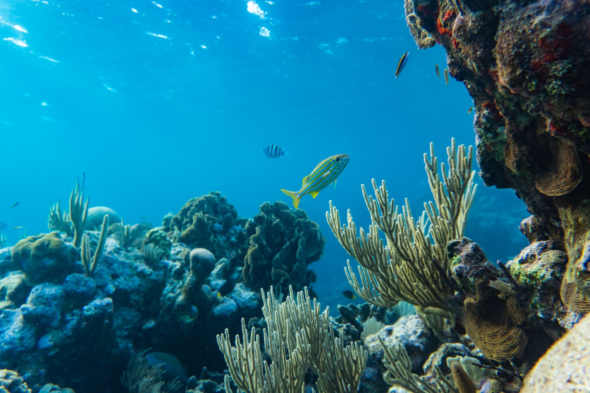 Política ambiental fragmentada en México: protección a Mahahual versus expansión petrolera en Golfo
