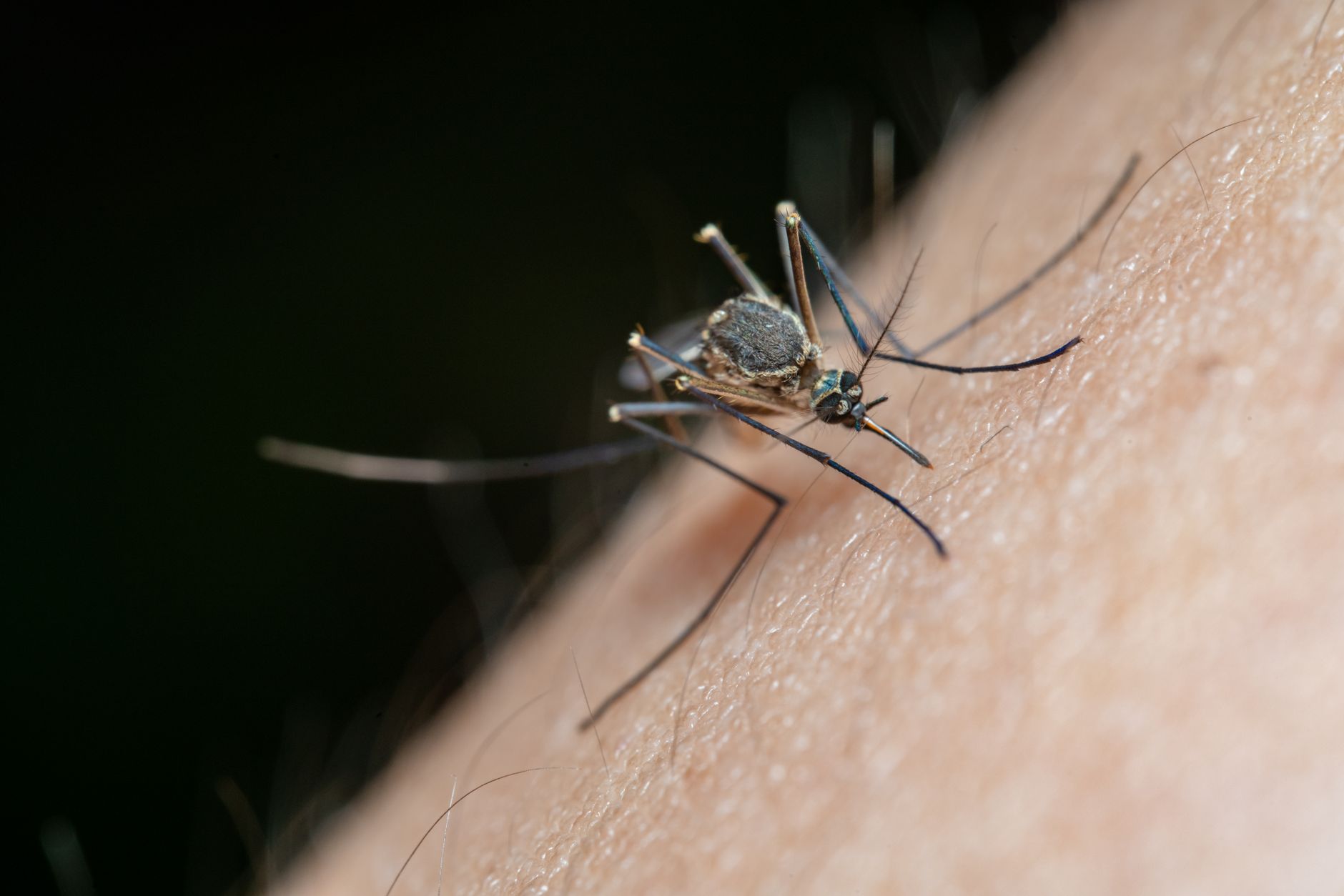 Veracruz entre los cinco estados con más dengue: crisis sanitaria sin cifras oficiales ni estrategia visible